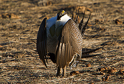 In “a dance in the desert,” a young male grouse struts about to gain a female's acceptance for mating: Click here for photo caption.