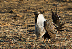 Male grouse doing “a dance in the desert” to gain a female's acceptance for mating: Click here for photo caption.