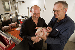 Technician and veterinary medical officer vaccinate a weaned pig with recombinant adenoviruses: Click here for full photo caption.