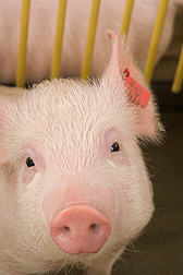 2-month old pig: Click here for photo caption.