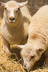 Lambs produced at U.S. Meat Animal Research Center to have specific combinations of prion gene haplotypes: Click here for photo caption.
