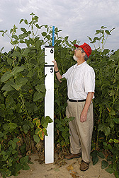 Geneticist measures one of his large biomass soybean plants selected for fiber and ethanol production: Click here for full photo caption.
