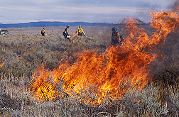 New life is breathed into the ecosystem following prescribed burns. After vegetation is burned away, low-lying plants can establish and better access soil nutrients and moisture: Click here for photo caption.