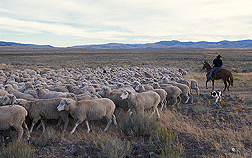 Roughly 3,000 mature sheep at the Dubois station: Click here for full photo caption.