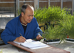 ARS plant pathologist evaluates wheat seedlings infected with stem rust: Click here for full photo caption.