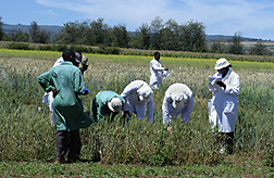 Researchers in Njoro, Kenya evaluating wheat for resistance to Ug99 in October 2005: Click here for photo caption.