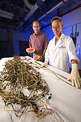Plant pathologist and technician dissect a diseased watermelon plant to assess distribution of squash vein yellowing virus: Click here for full photo caption.