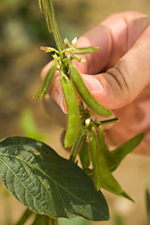 Developing pods on one of more than 500 soybean progeny derived from the cross between the soybean cultivar Williams 82 and a wild soybean: Click here for photo caption.