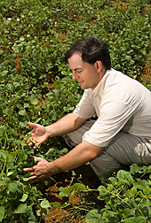 Geneticist examines the effects of high-temperature stress on pod development in the common bean: Click here for full photo caption.