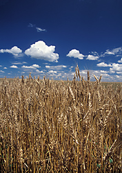 A healthy, productive stand of wheat: Click here for photo caption.
