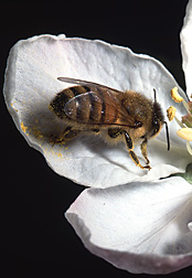 Honey bee on an apple blossom: Click here for photo caption.