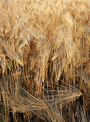 ARS scientists are evaluating U.S. wheat lines for rust resistance in hopes of giving U.S. wheat and barley breeders a headstart towards protecting new varieties from Ug99, a deadly wheat stem rust in eastern Africa: Click here for photo caption.