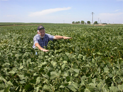 In a Nebraska field, a Team Drought collaborator screens soybean plants for desirable slow-wilting traits: Click here for full photo caption.