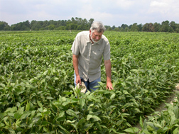 At the Sandhills Research Station in North Carolina, a geneticist is developing soybean breeding lines that have improved tolerance to reduced moisture and flourish over a variety of geographic regions: Click here for full photo caption.