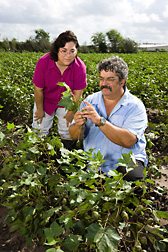 In a cotton field, entomologist and technician examine cotton bolls for damage: Click here for full photo caption.