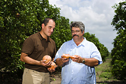 Technician (left) and entomologist study grapefruit, the flesh, or endocarp, of which can support boll weevils throughout subtropical winters: Click here for full photo caption.