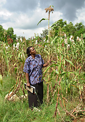 Kenyan lines of sorghum displaying improved growth and yield on field plots with acidic soils outside Moi University in Kenya. Click here for photo caption.