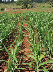Sorghum growing on an aluminum-toxic soil at the EMBRAPA Maize and Sorghum research laboratory in Sete Lagoas, Brazil. Though the two middle rows are sensitive to aluminum, the aluminum-tolerant row to the right shows 50 percent more shoot biomass. Click here for photo caption.