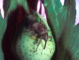 Boll weevil, Anthonomus grandis, on a young cotton boll: Click here for photo caption.