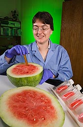 Plant geneticist removes watermelon flesh for RNA extraction: Click here for full photo caption.