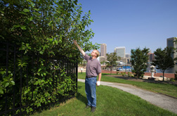 Plant physiologist examines an invasive plant community growing near Baltimore’s Inner Harbor: Click here for full photo caption.