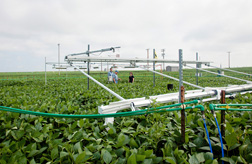 ARS scientists in a plot of soybeans treated with elevated carbon dioxide (CO2) at the SoyFACE Global Change Research Facility at the University of Illinois Research Farm in Urbana: Click here for full photo caption.