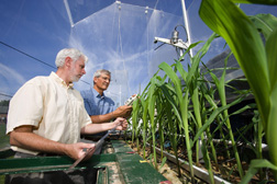 Soil scientist (left) and plant physiologist measure chlorophyll concentrations in corn leaves exposed to elevated carbon dioxide: Click here for full photo caption.