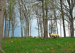 Sheep in a silvopasture at the Appalachian Farming Systems Research Center in Beaver, West Virginia: Click here for photo caption.