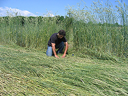 In a field of rolled cereal rye, an ecologist evaluates ground coverage of the rye mulch and weed emergence through it: Click here for full photo caption.