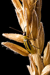 Western corn rootworm, the most economically damaging pest of corn in North America: Click here for full photo caption.