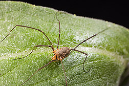 A harvestman (Phalangium opilio), one of the more important predators of corn rootworm larvae: Click here for photo caption.