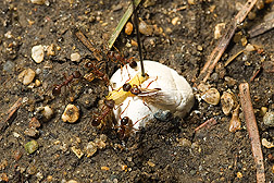 In field tests, ants attack a restrained western corn rootworm larva but are soon repelled: Click here for photo caption.