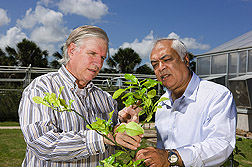 Entomologist (left) and plant physiologist observe Asian citrus psyllid infestation on new growth, called “flush,” on a Kaffir lime (also known as Kieffer lime): Click here for full photo caption.