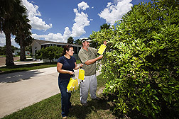 Entomologist and technician examine backyard traps baited with attractants for Asian citrus psyllid: Click here for full photo caption.