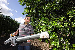 ARS biological science aide vacuums a citrus tree to collect samples of Asian citrus psyllids for population monitoring studies: Click here for full photo caption.