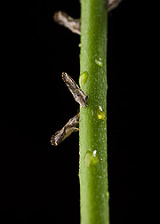 Adult asian citrus psyllids on a citrus stem: Click here for photo caption.