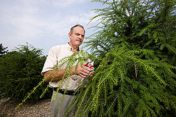 Woody landscape plant germplasm curator harvests cuttings of Chinese hemlock, Tsuga chinensis, grown from seed collected in China: Click here for full photo caption.