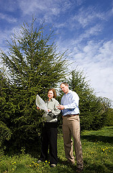 Horticulturist and geneticist examine bagged branches of hybrid hemlocks inoculated with hemlock woolly adelgid: Click here for full photo caption.