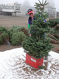 Washington State University plant pathologist uses a mechanical tree shaker at a commercial shipping yard in western Oregon: Click here for full photo caption.