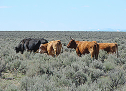 Cattle grazing on sagebrush in southeastern Oregon near Little Juniper Mountain: Click here for photo caption.