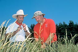 Wisconsin farmer Peter Pitts (left) and ARS geneticist Michael Casler inspect festulolium ryegrass growing on Pitts's farm in Spring Green, Wisconsin: Click here for photo caption.