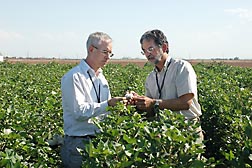 ARS research leader Steve Naranjo (right) and University of Arizona IPM specialist Peter Ellsworth examine cotton lint for signs of whitefly honeydew: Click here for full photo caption.