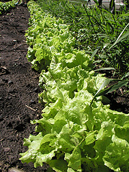 Lettuce growing in Minnesota field plots amended with 20,000 pounds of macadamia nut shell biochar per acre: Click here for full photo caption.
