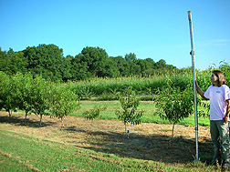 Technician Merry Bacon holds a ruler to show that trees on the left, planted into a stand of tall fescue 18 months earlier, are taller and fuller than trees on the right (controls, planted in unfumigated soils without tall fescue groundcover): Click here for full photo caption.