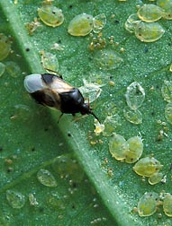 A tiny pirate bug, Orius insidiosus, feeding on whitefly nymphs: Click here for photo caption.