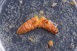 Inside this plump wax moth cadaver are thousands of wiggly nematodes ready to serve as biocontrols against soil-dwelling crop pests: Click here for full photo caption.