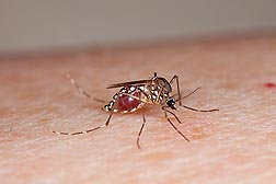The mosquito Aedes aegypti has filled up on human blood: Click here for full photo caption.