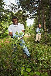 Technician Solomon Green III (foreground) and chemist Charles Cantrell collect leaves from American beautyberry plants in a forest near Oxford, Mississippi: Click here for full photo caption.