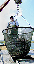Animal caretaker Mike Lofton weighs a basket of hybrid catfish going to a processor: Click here for full photo caption.