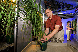 In Beltsville, Maryland, plant physiologists Lewis Ziska and Martha Tomecek examine the response of different rice cultivars to changes in carbon dioxide and temperature. ARS scientists at Beltsville and Stuttgart, Arkansas, are working to select rice lines best adapted to the changing climate.